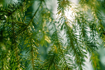 Obraz premium The rays of the sun in the spring forest.