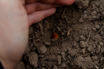 Yellow onion seedlings will be put into the ground