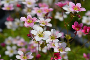 Obraz na płótnie Canvas Saxifrage flowers