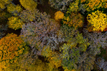 Fototapeta na wymiar Autumn from above