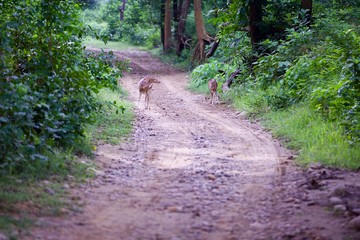 Spotted deers on the pathway, at Jim Corbett Park, Uttarakhand, India