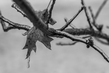 Ice on branches