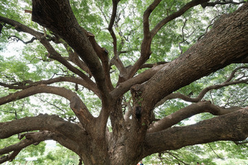 Closeup large mature tree with a lot of branches and green leaves background.
