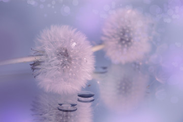 Dandelions blowballs on tender beautiful purple violet blue blurred background with water drops and reflrctions on mirror.  spring summer wallpaper, soft selective focus.