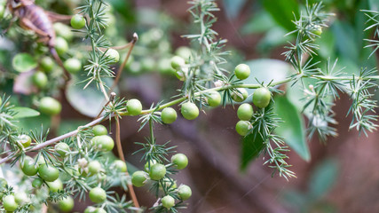 dangerous wild forest berries in forest of Cyprus. Troodos Mountains.