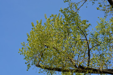 Canadian poplar