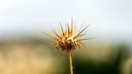 Close up of spiky dried flowers in Cyprus
