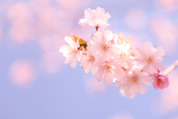 Abstract soft background with cherry blossom and sunlight in shot. Selective focus image. blossoming cherry flowers at spring time