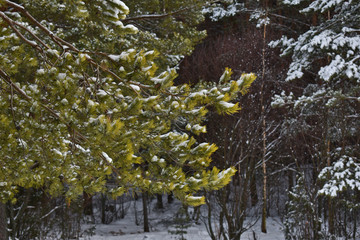 green branch in the snow forest