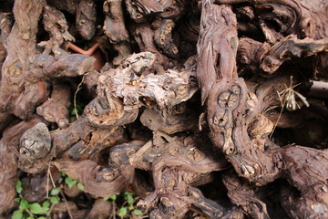 souche de vigne