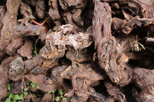 souche de vigne