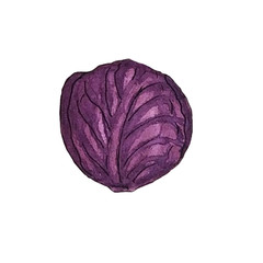 purple watercolor cabbage for fresh salad.