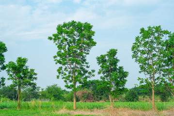 Outstanding group of trees grow in the field and isolated on clear sky background