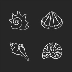 Various seashells chalk white icons set on black background