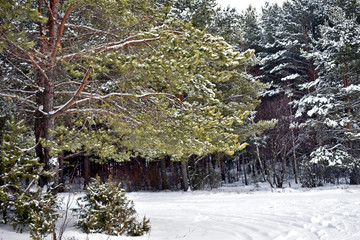 green branch in the snow forest