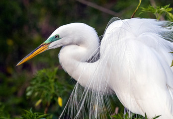 great white heron