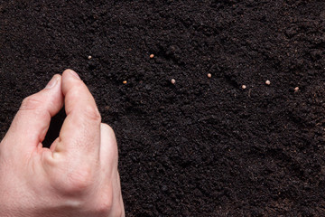 Farmer's hand planting a seeds in soil