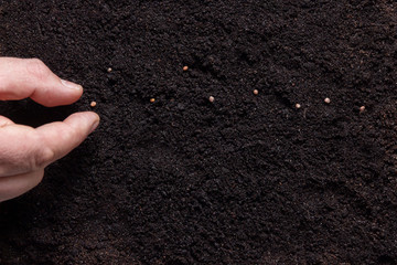 Farmer's hand planting a seeds in soil
