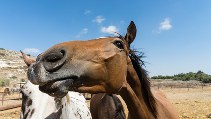 Portrait of beautiful brown horse on a farm of Cyprus