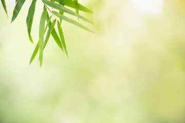 Beautiful nature view green bamboo leaf on blurred greenery background under sunlight with bokeh and copy space using as background natural plants landscape, ecology wallpaper concept.