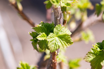 Currant branch with buds and small leaves close-up. Spring background. Ecology concept.