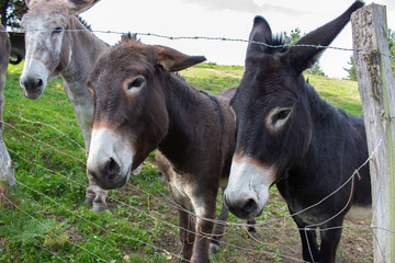 Three donkeys behind the fence. Donkeys at countyside. Farm concept. Animals concept. Pasture background. Cute donkeys looking at camera. Rural landscape. 