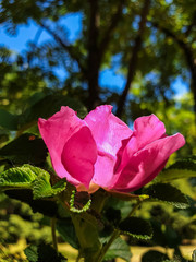 A delicate flower of wild rose. Yaroslavl. Beautiful summer day.