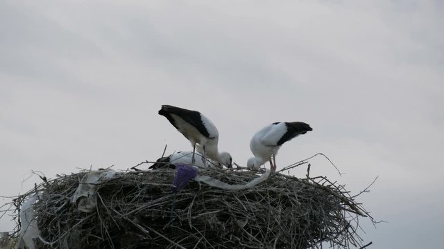 A group of large storks eat in a nest that is located high above the ground