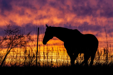 Silhouette of a horse in a pasture along a wire fence looking at a beautiful pink, blue, orange,...