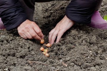 A woman manually puts a bow on the ground together, as a concept of maintaining peace. Planting a garden, waiting for the harvest