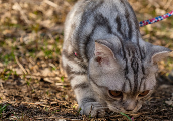 A pet cat on a walk in the wild on a leash. Pets in the wild