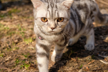 A pet cat on a walk in the wild on a leash. Pets in the wild