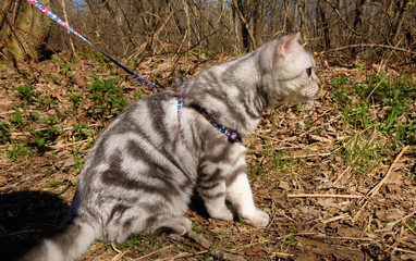 A pet cat on a walk in the wild on a leash. Pets in the wild