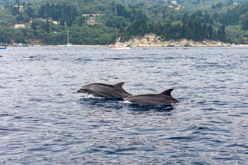 Dauphin en mer méditerranée