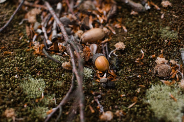 Herbstfund 