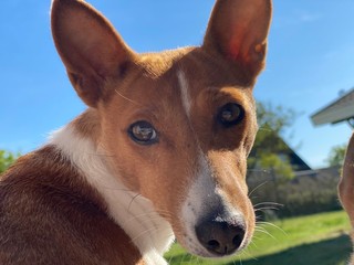 portrait of a dog