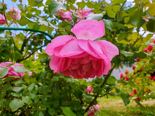 Red and white rose close - up on blurred background