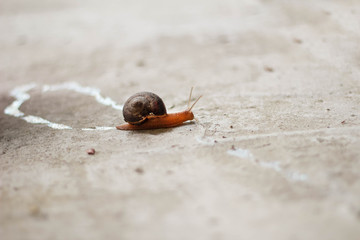 A small snail crawls on the ground. A snail's footprint on the ground. The snail crawled out after the rain