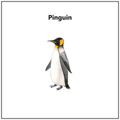 Fototapeta na wymiar A close up of antarctica penguin
