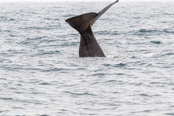 Fototapeta premium The tail of sperm whale. Kaikoura, South Island. New Zealand
