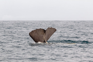 The tail of a diving sperm whale. Kaikoura, South Island. New Zealand