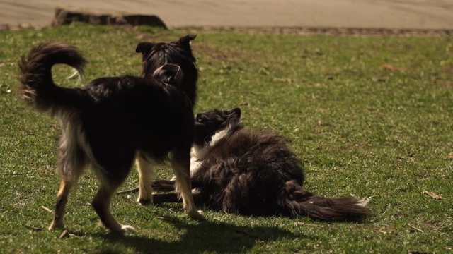 Friendship is the best in life. Two lovely dogs are playing together in the park, having fun in slow motion movements.