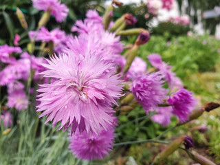 Red and white carnation close - up on blurred background