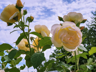 Beautiful white roses in the garden of the Transfiguration monastery. Yaroslavl.