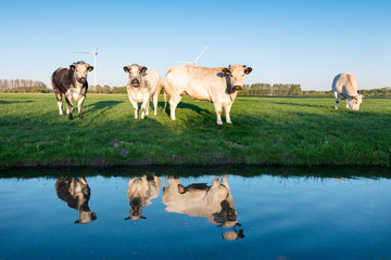 beef cows in green meadow under blue sky reflected in water of canal