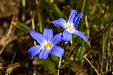 Closeup of blooming blue scilla luciliae flowers in sunny day. First spring bulbous plants....