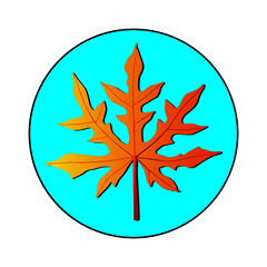 leaf icon vector illustration