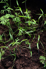 Small dill sprouts - microgreen at home close-up top view