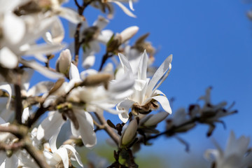 White magnolia in full bloom on a sunny spring day.