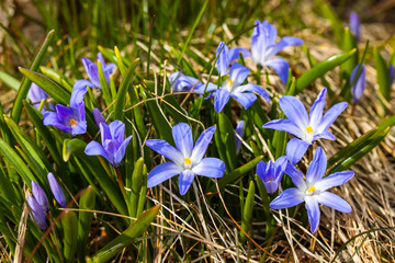 Closeup of blooming blue scilla luciliae flowers in sunny day. First spring bulbous plants....